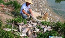 廖先生最新爆料,揭秘娛樂圈最新內(nèi)幕