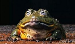 網紅蛙吃瓜視頻,揭秘娛樂圈幕后真相