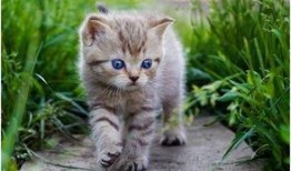 娛樂吃瓜醬貓咪視頻,萌態十足，網友直呼“太可愛了！”