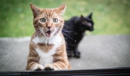 七彩貓吃瓜視頻大全免費(fèi)觀看,免費(fèi)觀看視頻大全，笑料橫生，歡樂(lè)無(wú)限