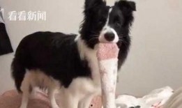 網(wǎng)友爆料邊牧犬的視頻,聰明邊牧犬的日常生活瞬間
