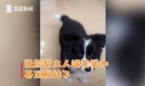 網(wǎng)友爆料邊牧犬的視頻,聰明邊牧犬的日常生活瞬間