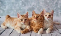 貓咪技能爆料表圖解視頻,圖解視頻深度解析