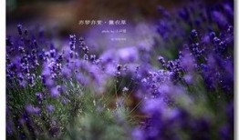 薰衣草免費觀看在線觀看,在線觀看指南