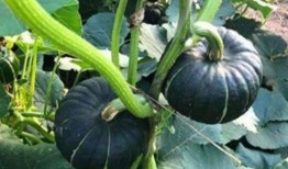 網(wǎng)紅吃瓜金伊娜是誰(shuí),瓜界風(fēng)云人物