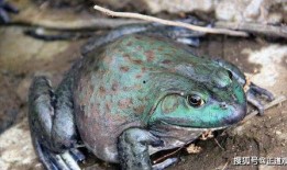 網紅蛙吃瓜視頻,揭秘娛樂圈幕后真相