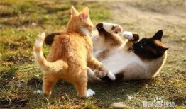 貓咪技能爆料表圖解視頻,圖解視頻深度解析