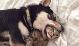 貓咪技能爆料表圖解視頻,圖解視頻深度解析