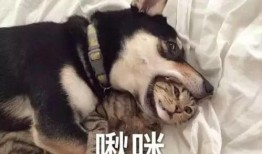 南京爆料二哈合伙人視頻,萌寵日常笑料連連