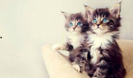 娛樂吃瓜醬貓咪視頻,萌態十足，網友直呼“太可愛了！”