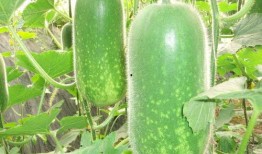 娛樂吃瓜封面圖片高清,娛樂吃瓜封面背后的秘密大揭秘